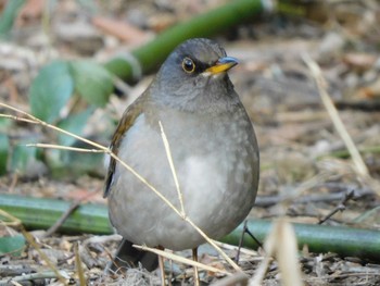 Pale Thrush 秋葉の森総合公園 Sun, 2/7/2021