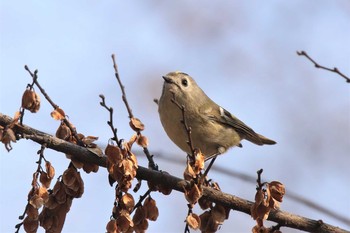 キクイタダキ 兵庫県西宮市 2021年2月7日(日)