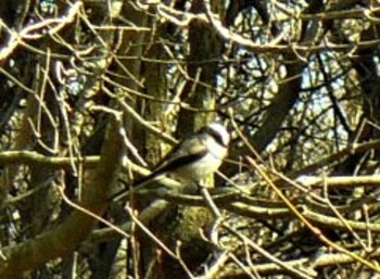 Long-tailed Tit 箱根ビジターセンター Sun, 2/7/2021