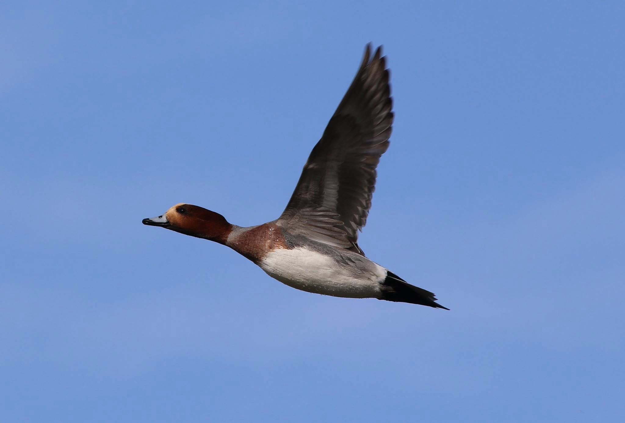 Photo of Eurasian Wigeon at 静岡県焼津市 by 福島嵩之