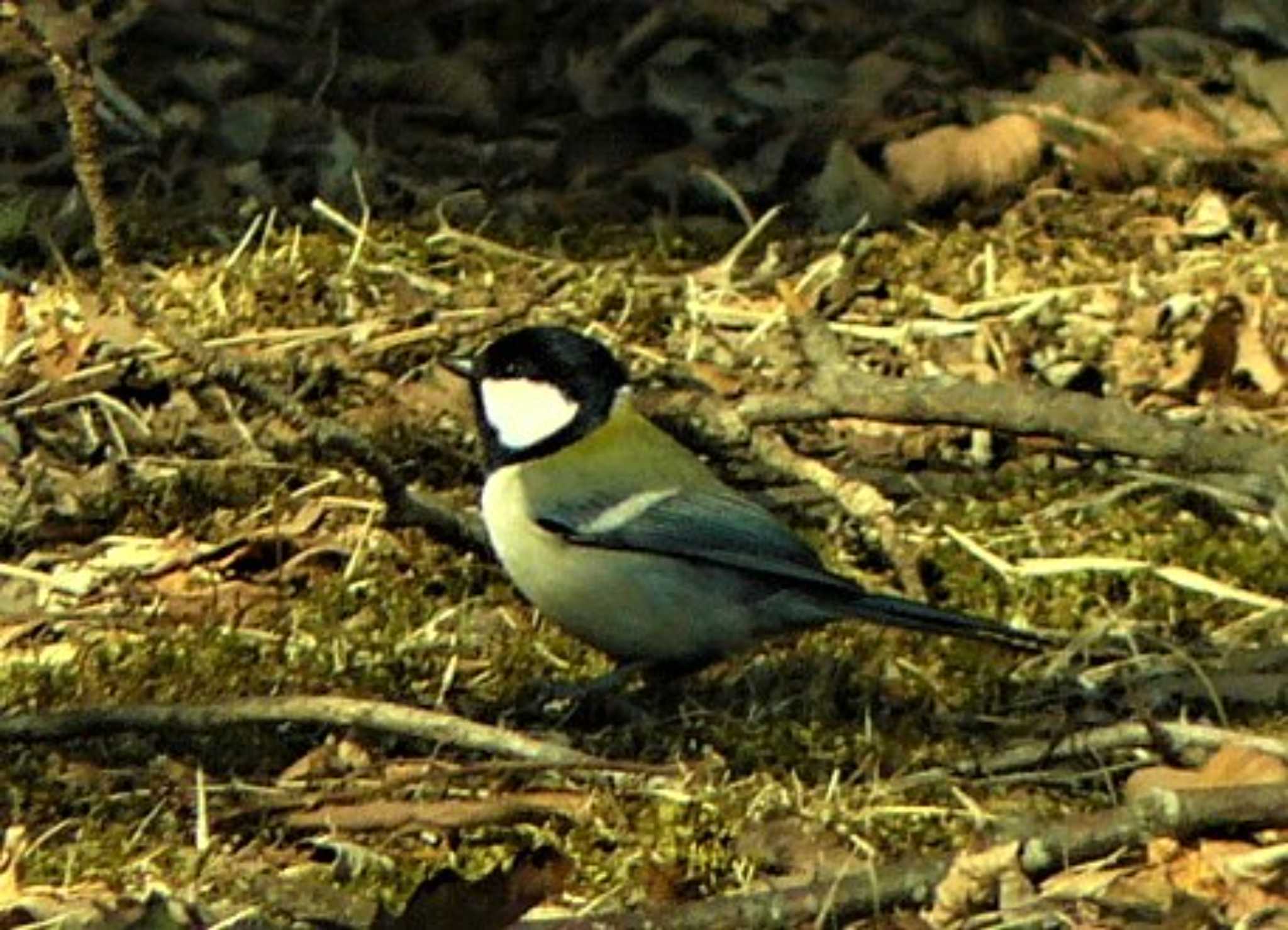 Japanese Tit