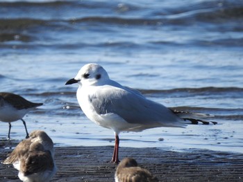 Sun, 2/7/2021 Birding report at Sambanze Tideland