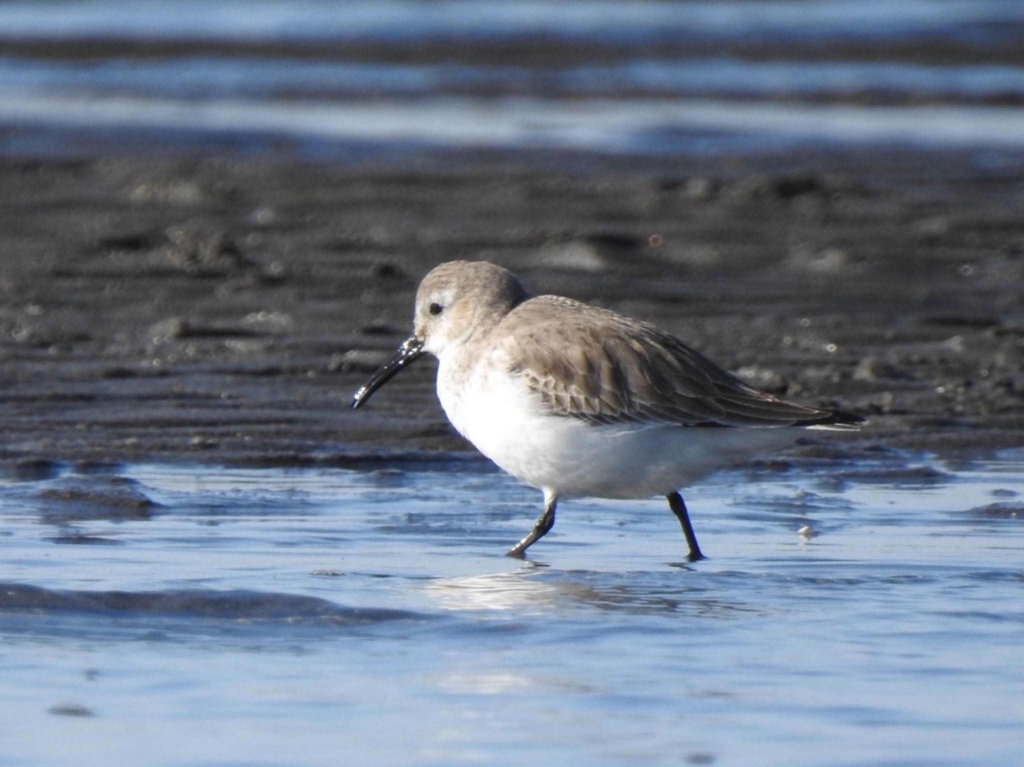 Dunlin