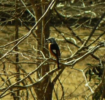 Daurian Redstart 箱根ビジターセンター Sun, 2/7/2021