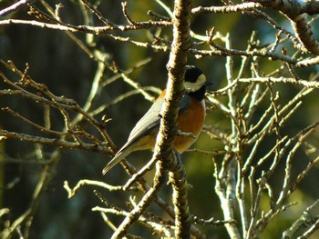 Varied Tit 富士山資料館 Sat, 2/6/2021