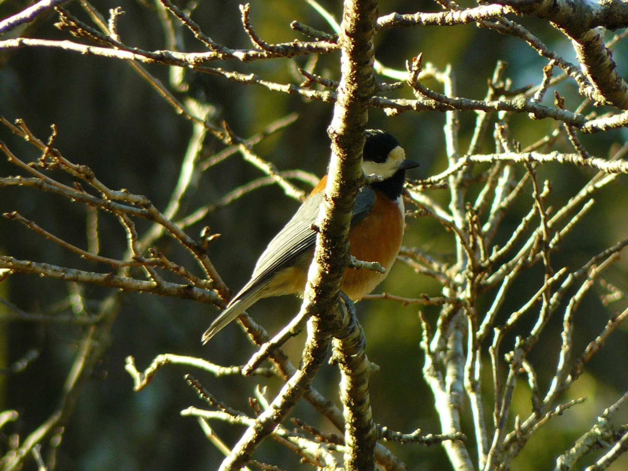 Photo of Varied Tit at 富士山資料館 by koshi