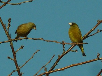 2021年2月3日(水) 裾野市の野鳥観察記録