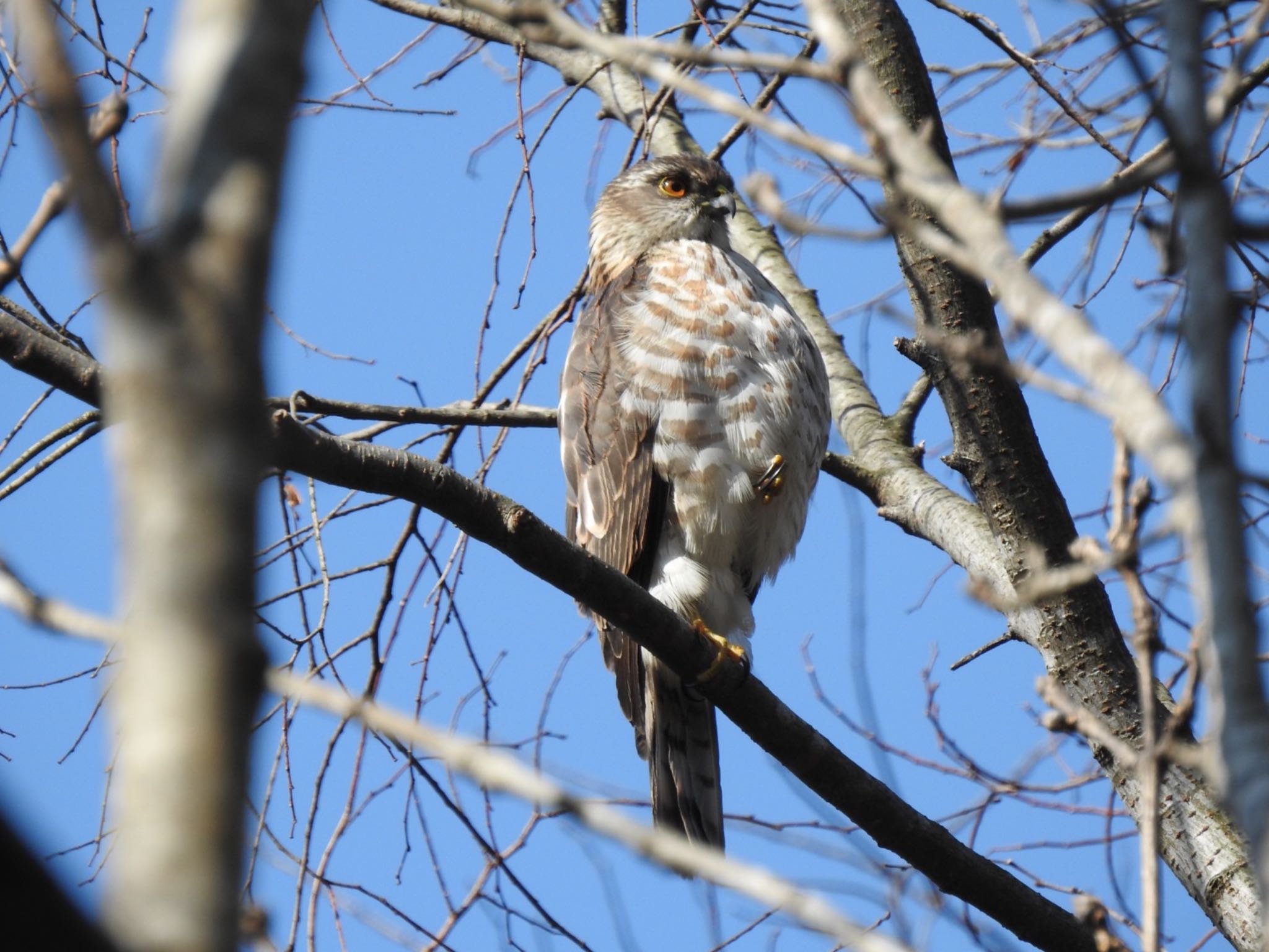 Japanese Sparrowhawk