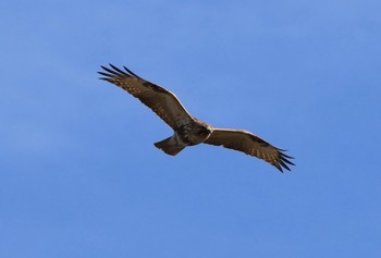 Eastern Buzzard 静岡県焼津市 Sat, 12/24/2016