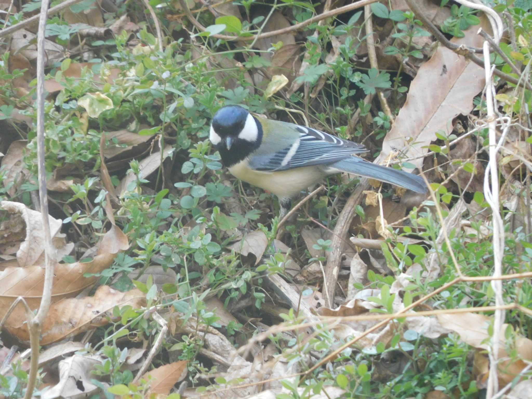 Japanese Tit