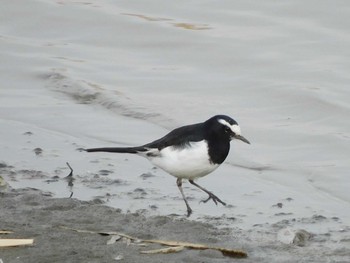 2021年2月7日(日) 伊佐沼の野鳥観察記録