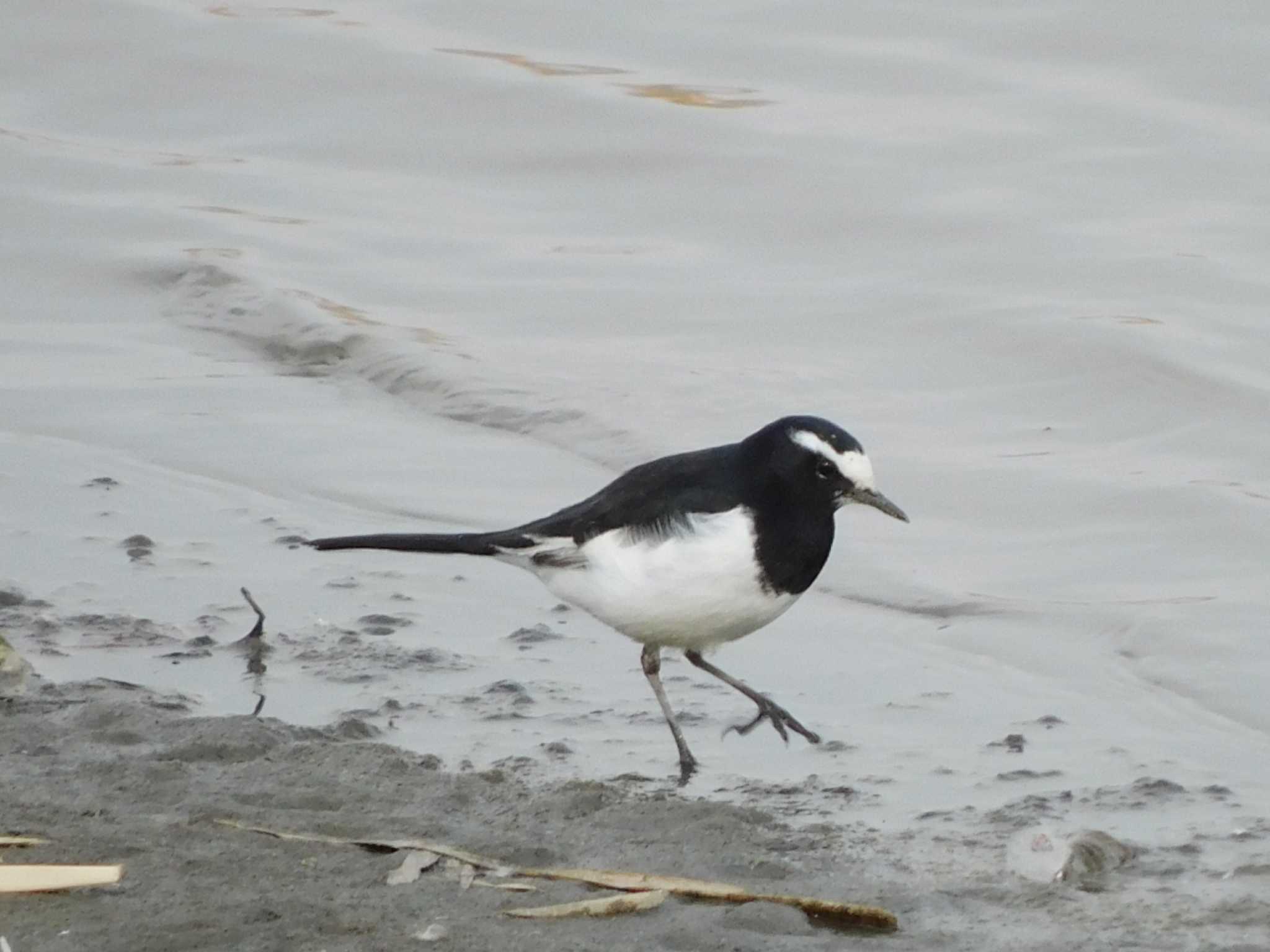 Japanese Wagtail