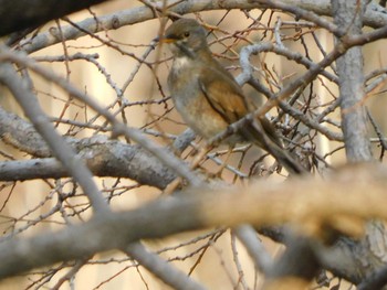 Pale Thrush 秋葉の森総合公園 Sun, 2/7/2021