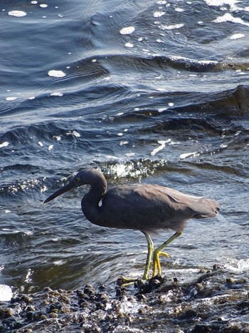 Pacific Reef Heron 城ヶ島公園 Thu, 11/8/2018