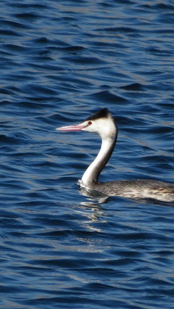 Great Crested Grebe 多摩川 Sun, 2/12/2017