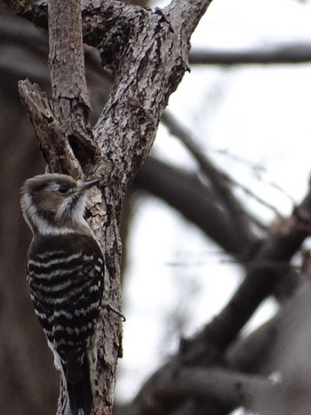 Japanese Pygmy Woodpecker 多摩川 Tue, 2/12/2019