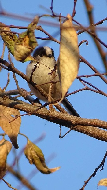 Long-tailed Tit 多摩川 Tue, 12/22/2020