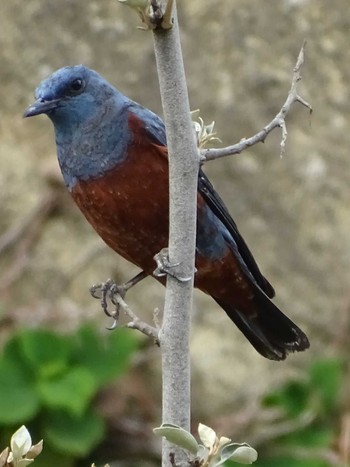 Blue Rock Thrush 城ヶ島公園 Fri, 3/22/2019