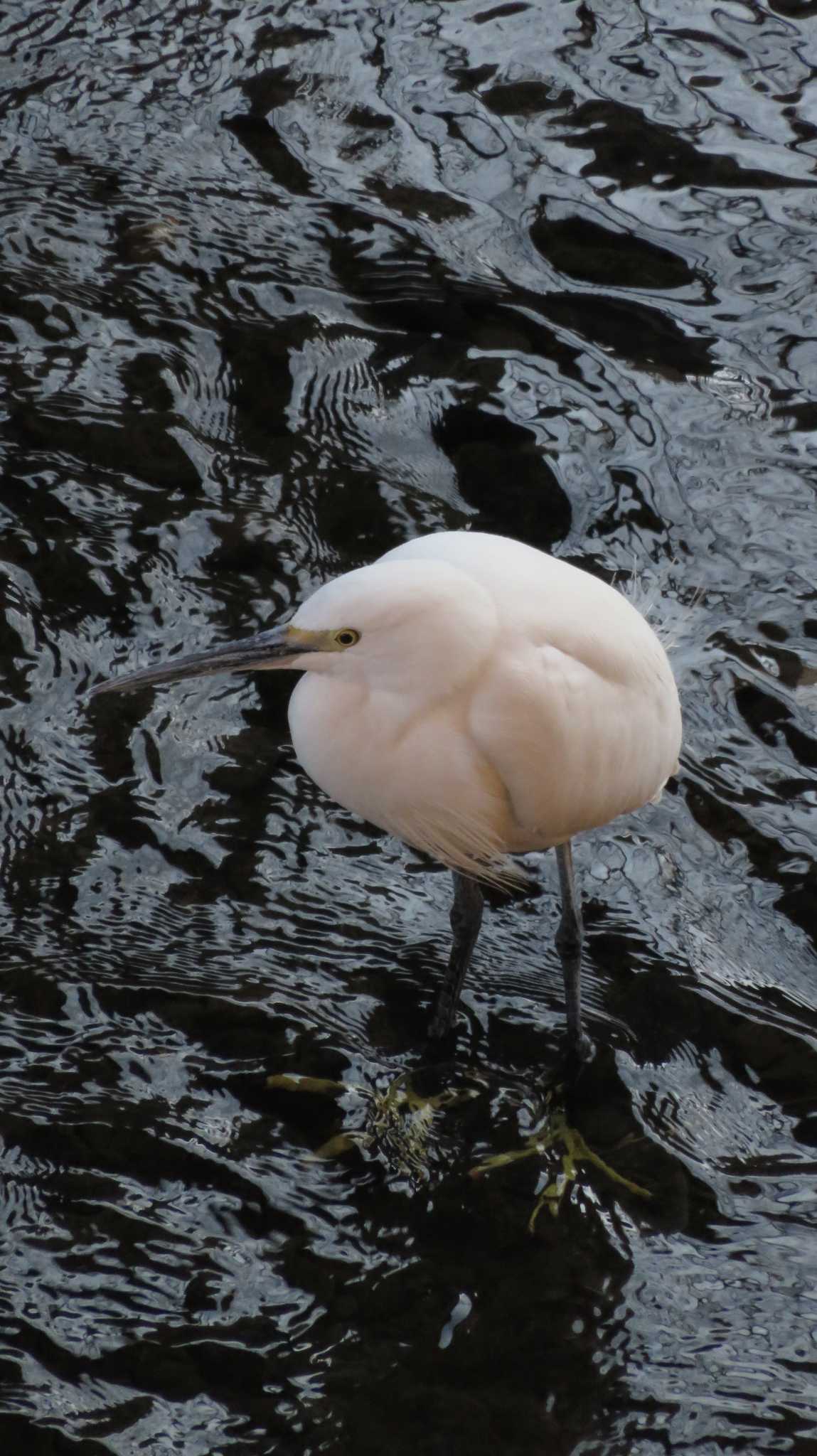 Photo of Little Egret at 三沢川 by poppo