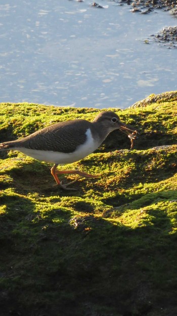 Common Sandpiper 城ヶ島公園 Wed, 11/4/2015