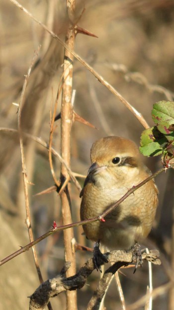 Bull-headed Shrike 多摩川 Mon, 1/5/2015