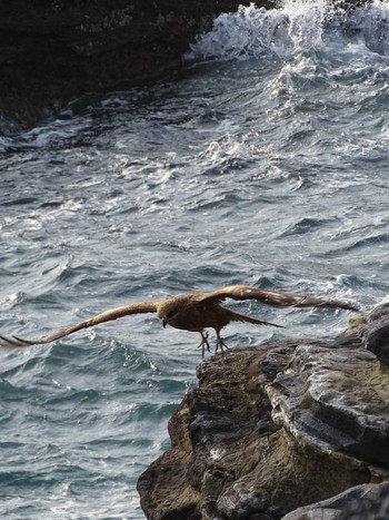 Black Kite 城ヶ島公園 Fri, 3/22/2019