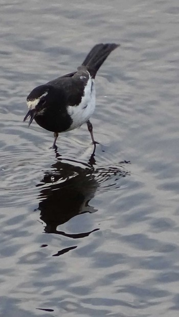 Japanese Wagtail 多摩川 Mon, 6/3/2019