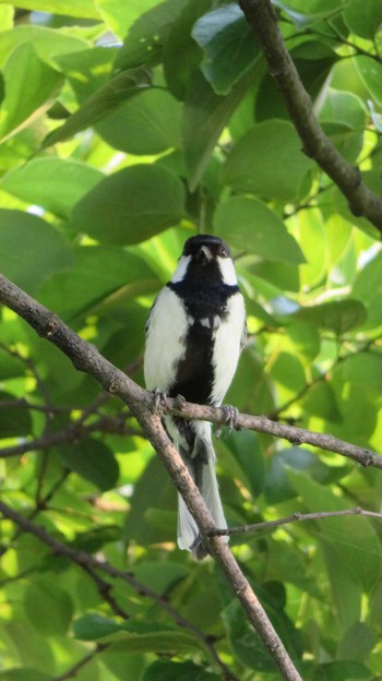 Japanese Tit 多摩川 Sun, 5/22/2016