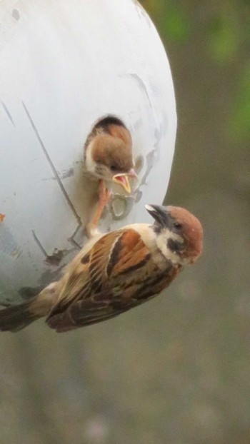 Eurasian Tree Sparrow 三崎港 Mon, 6/18/2018