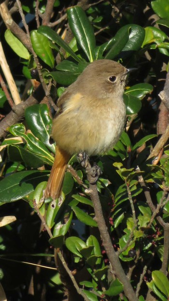 Daurian Redstart 多摩川 Tue, 12/19/2017