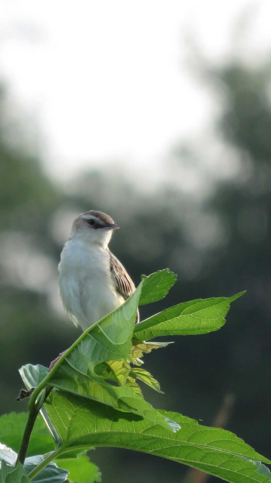 Photo of Zitting Cisticola at 多摩川 by poppo