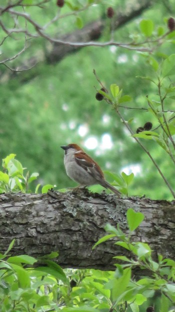 Russet Sparrow Togakushi Forest Botanical Garden Sun, 5/31/2015