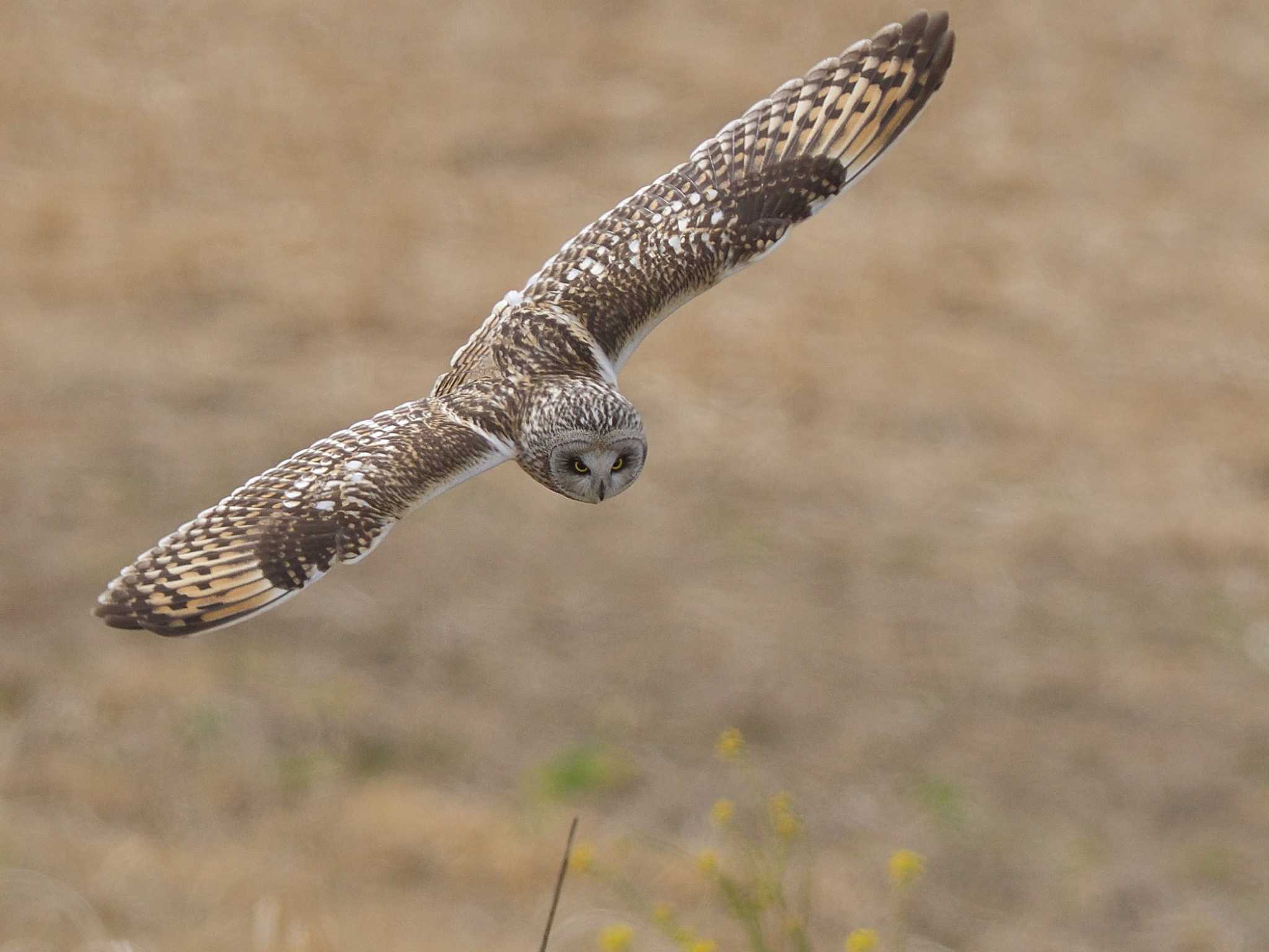 渡良瀬遊水地 コミミズクの写真 by ask