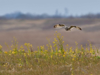 Short-eared Owl Watarase Yusuichi (Wetland) Sat, 2/18/2017