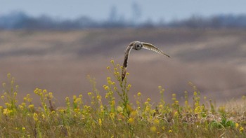 Short-eared Owl Watarase Yusuichi (Wetland) Sat, 2/18/2017