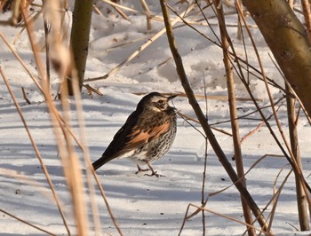 Dusky Thrush 北海道函館市松倉川 Sun, 2/7/2021