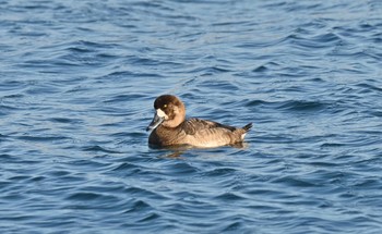 Greater Scaup 北海道 函館市 志海苔漁港 Sun, 2/7/2021