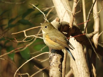 2021年2月7日(日) 大和民俗公園の野鳥観察記録