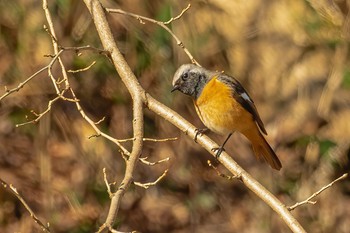 Daurian Redstart Mt. Takao Sun, 2/23/2020