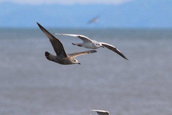 Vega Gull 静岡県焼津市 Sat, 12/24/2016