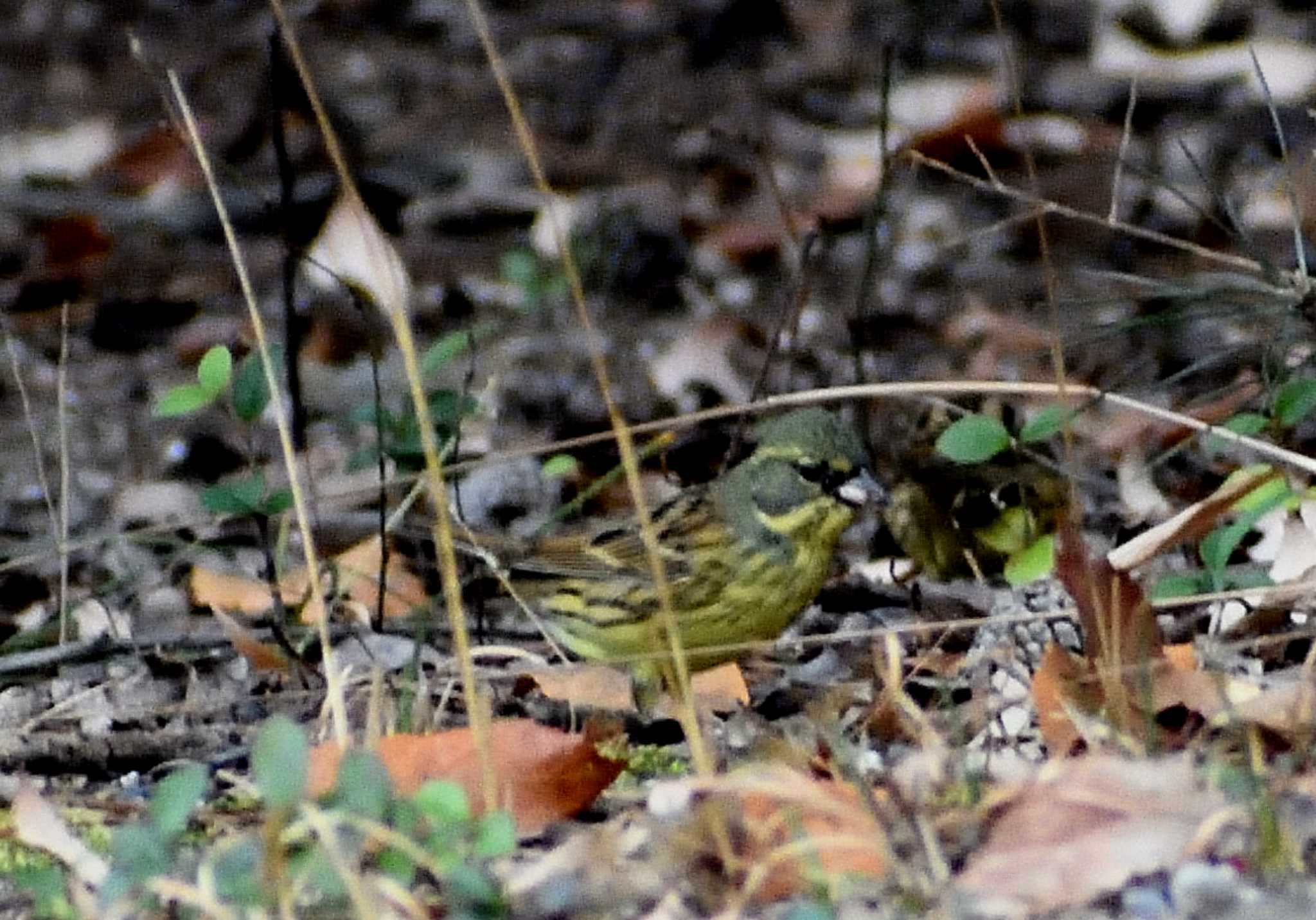 愛知県森林公園 アオジの写真 by よつくん