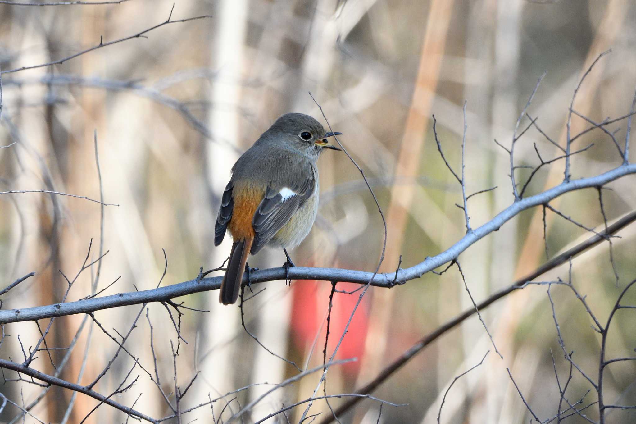 Daurian Redstart