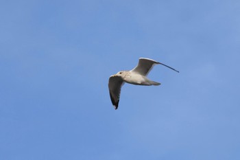 Vega Gull 静岡県焼津市 Sat, 12/24/2016