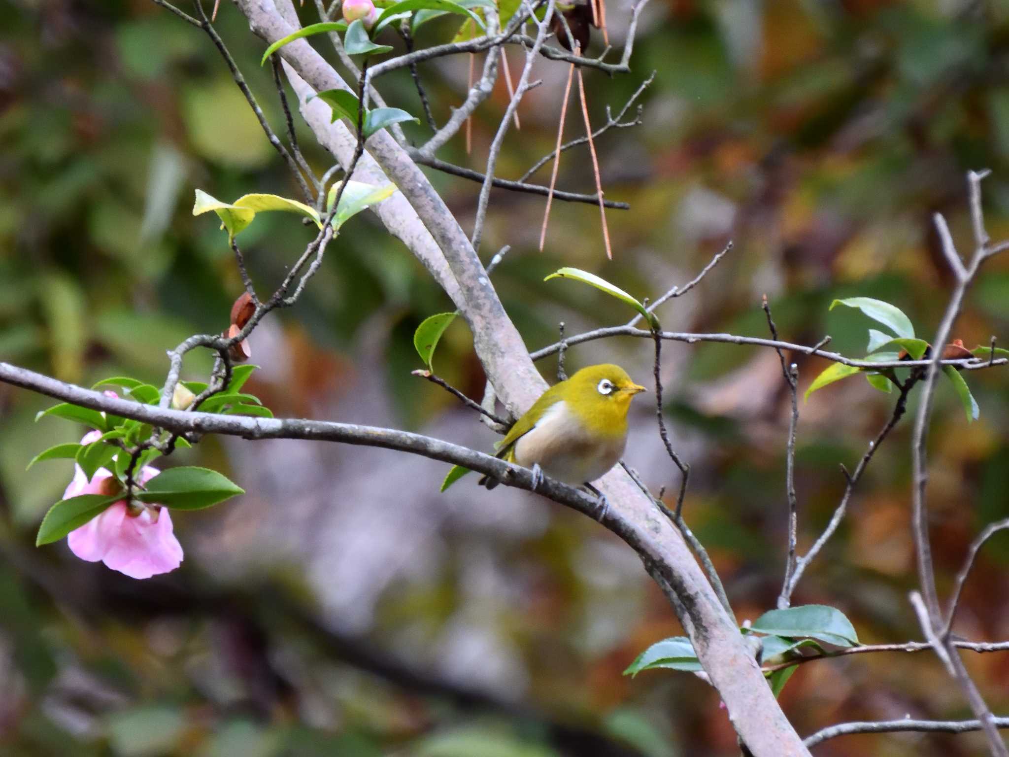 愛知県森林公園 メジロの写真 by よつくん