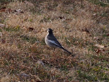 White Wagtail 風の丘公園、三田市 Sun, 2/7/2021