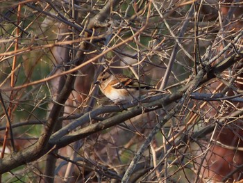 Brambling 風の丘公園、三田市 Sun, 2/7/2021