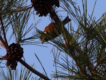 Varied Tit 風の丘公園、三田市 Sun, 2/7/2021