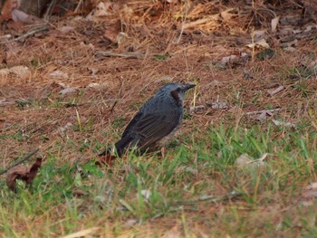 Brown-eared Bulbul 風の丘公園、三田市 Sun, 2/7/2021