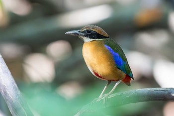 マングローブヤイロチョウ アオパンガー国立公園 2019年2月28日(木)