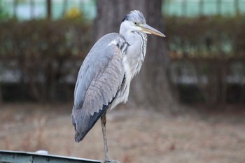 アオサギ 弁天池公園(大阪府門真市 2021年2月7日(日)